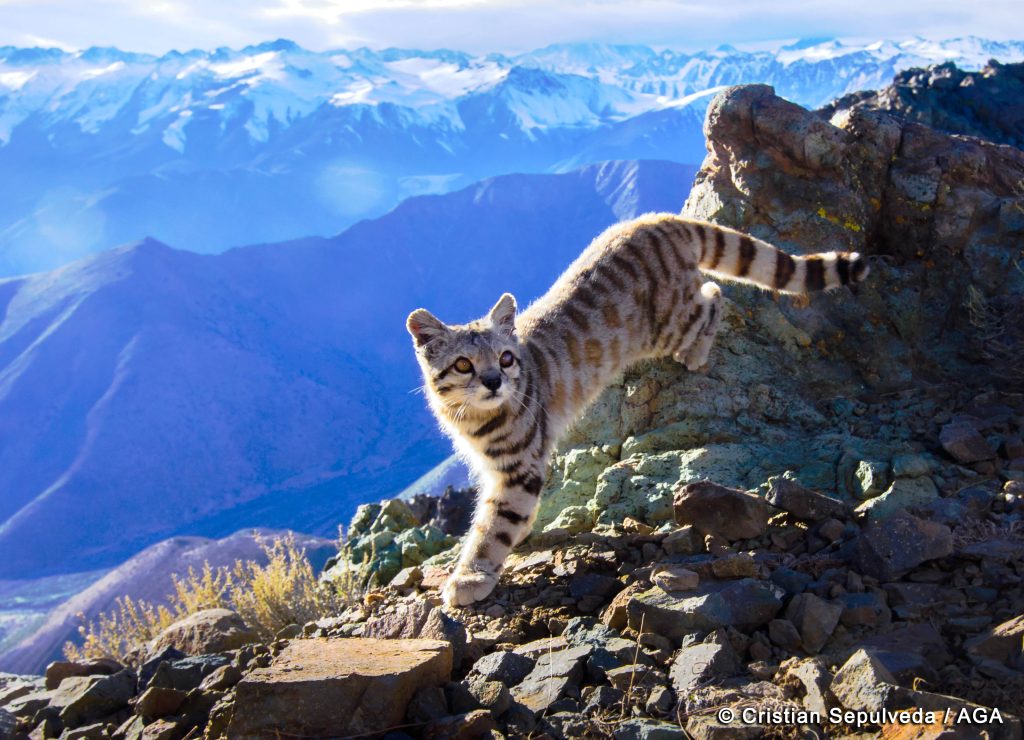 Guardians of the Andean Cat: Conservation through Purpose-Driven Tourism