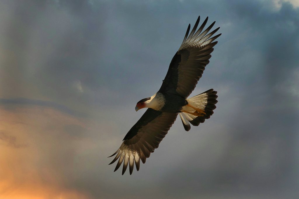 Cóndor Huasi – Ecuador